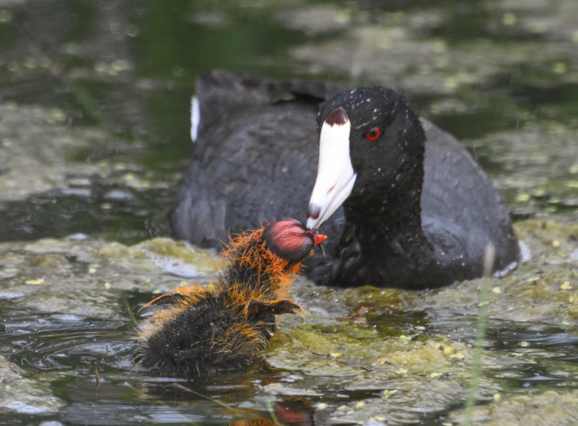 Klamath Basin waterfowl in peril as recently restored wetlands on national refuges denied water